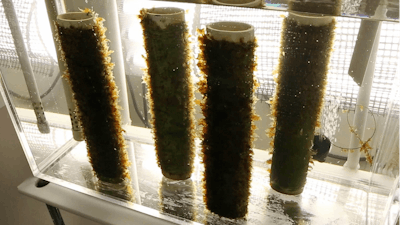 FILE - In this file photo, kelp grows on spools of twine in an aquarium at a lab at the University of New England in Biddeford, Maine. Members of Maine’s seaweed industry say a court ruling could dramatically change the nature of the business in the state, which has seen the harvest of the gooey stuff grow by leaps and bounds this decade.