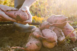 Sweet Potato Farm