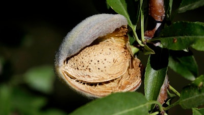 In this July 21, 2015, file photo, a nearly ready-to-harvest almond is seen in an orchard in Newman, Calif. On Thursday, May 9, 2019, California regulators are recommending new restrictions on a widely used pesticide blamed for harming babies' brains.