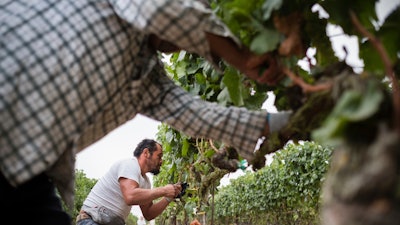 Rene Reyes Ornelas, a 41 year-old Mexican farmworker, works picking grapes during his second harvest in Sonoma, California. 'Harvest Season,' a new PBS documentary, examines the contributions of Mexican Americans in the wine industry of California's Napa Valley.