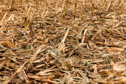 Corn Field Waste