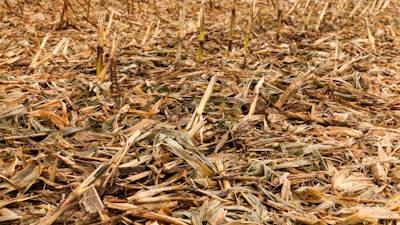 Corn Field Waste