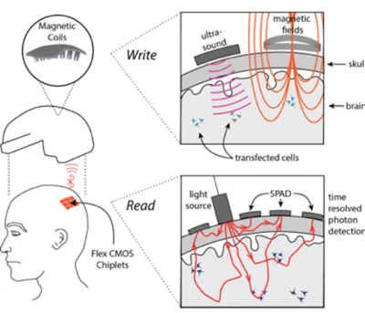 Rice's 'magnetic, optical and acoustic neural access' (MOANA) device will test techniques that use light (bottom panel) to read brain activity and electromagnetic energy to write that activity into another person's brain in less than 50 milliseconds.