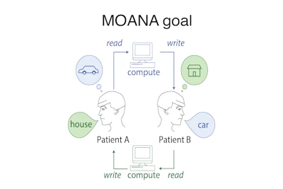 Rice University neuroengineers are leading an ambitious DARPA-funded project to develop MOANA, a nonsurgical device capable of both decoding neural activity in one person's visual cortex and recreating it in another's in less than one twentieth of a second.