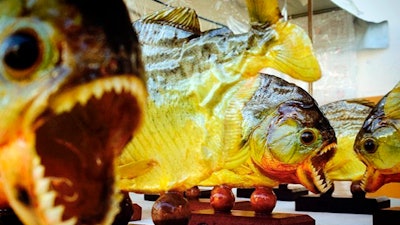 This 2014 file photo shows mounted piranhas at a market in Curitiba, Brazil.