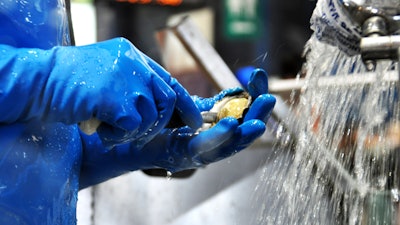 An employee shucks an oyster.