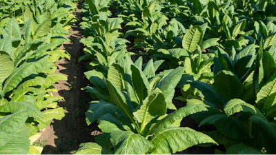 Tobacco