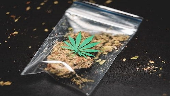 Cannibus Edible