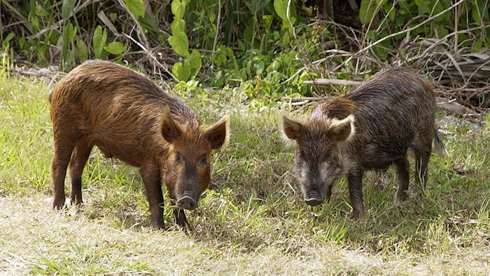 Wild Pig Ksc02pd0873
