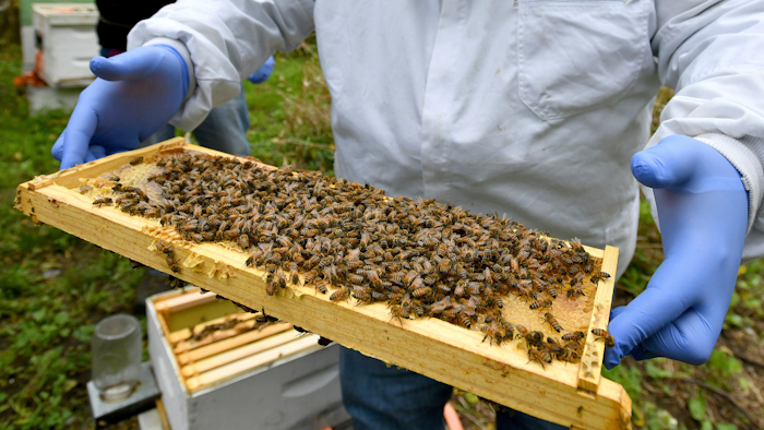 Honeybees