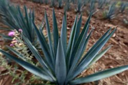 This photo shows one of many blue agave fields that line the roadsides in El Arenal, Jalisco state, Mexico. The Tequila Regulating Council said the U.S. imported $1.4 billion of tequila last year.