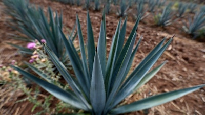 This photo shows one of many blue agave fields that line the roadsides in El Arenal, Jalisco state, Mexico. The Tequila Regulating Council said the U.S. imported $1.4 billion of tequila last year.