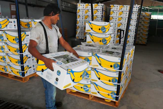 In this May 31, 2019 file photo, =a worker stacks a box of freshly harvested Chiquita bananas to be exported, at a farm in Ciudad Hidalgo, Chiapas state, Mexico. President Donald Trump plans to impose 5% tariffs on Mexican imports starting June 10 and to ratchet them up to 25% by Oct. 1 if the Mexicans don’t do more to stop the surge of Central American migrants across the southern U.S. border.