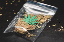 Cannibus Edible