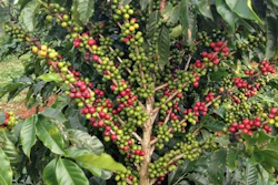 This coffee bean plant of the cultivar 'Catigua' in its high production year. Catigua is one of the most commercially-grown cultivars in Brazil.