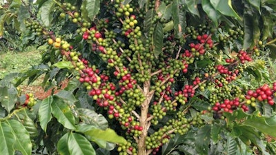 This coffee bean plant of the cultivar 'Catigua' in its high production year. Catigua is one of the most commercially-grown cultivars in Brazil.