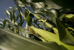 Corn