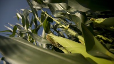 Corn