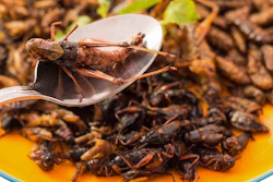 Edible Insects