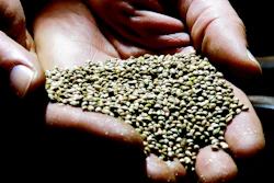In this file photo, a man displays hemp seeds being prepared for sale to industrial hemp farmers at his facility in Monmouth, Oregon.