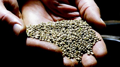 In this file photo, a man displays hemp seeds being prepared for sale to industrial hemp farmers at his facility in Monmouth, Oregon.