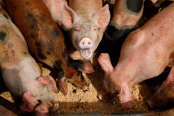 Pigs Food Waste Ap