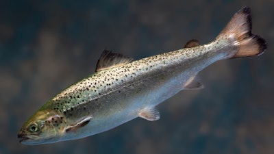 This 2009 photo provided by AquaBounty Technologies shows a juvenile salmon raised at the company’s hatchery in Fortune, Prince Edward Island, Canada.