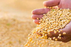 Soya Bean Seed In Hands Of Farmer 614153448 3000x2070