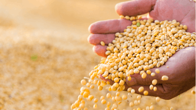 Soya Bean Seed In Hands Of Farmer 614153448 3000x2070