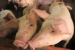 Swine Fever