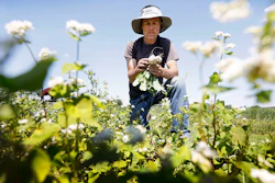 In this photo, Andrew Dunham harvests Hakurei turnips on his 80-acre organic farm, in Grinnell, Iowa. Like farmers throughout the Midwest, torrential spring rains turned Dunham's land into sticky muck that wouldn't let him plant crops this spring.