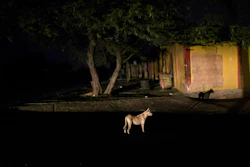In this May 14, 2019 photo, a dog is illuminated by a car during a black out in Maracaibo, Venezuela. Venezuela holds the world's largest oil reserves as well as vast water resources to fill hydroelectric dams. It long had a state-of-the-art power grid that sold excess electricity to neighboring countries.