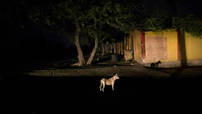 In this May 14, 2019 photo, a dog is illuminated by a car during a black out in Maracaibo, Venezuela. Venezuela holds the world's largest oil reserves as well as vast water resources to fill hydroelectric dams. It long had a state-of-the-art power grid that sold excess electricity to neighboring countries.
