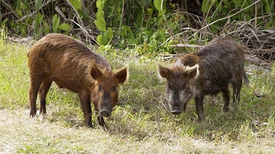 Wild Pig Ksc02pd0873