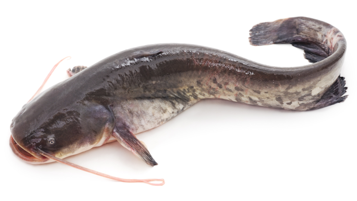 Catfish Istock