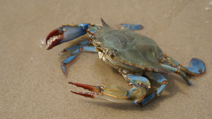 Chesapeake Blue Crab