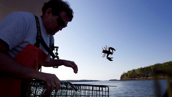 In this May 21, 2012, file photo, Scott Beede returns an undersized lobster while fishing in Mount Desert, Maine. The harvest of crustaceans in America's biggest lobstering state is usually in full swing by July, but fishermen say they aren't catching much so far this season.