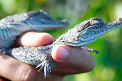 Wildlife biologist/crocodile specialist Michael Lloret releases baby crocodiles back into the wild along the cooling canals next to the Turkey Point Nuclear Generating Station after having measured and tagged them with microchips to observe their development in the future, Friday, July 19, 2019, in Homestead, Fla. The 168-miles of man-made canals serve as the home to several hundred crocodiles, where a team of specialists working for Florida Power and Light (FPL) monitors and protects the American crocodiles.