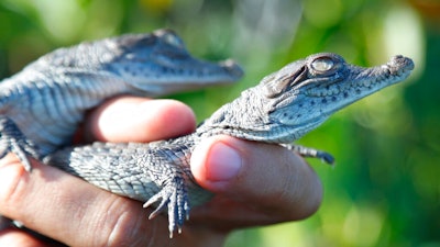 Wildlife biologist/crocodile specialist Michael Lloret releases baby crocodiles back into the wild along the cooling canals next to the Turkey Point Nuclear Generating Station after having measured and tagged them with microchips to observe their development in the future, Friday, July 19, 2019, in Homestead, Fla. The 168-miles of man-made canals serve as the home to several hundred crocodiles, where a team of specialists working for Florida Power and Light (FPL) monitors and protects the American crocodiles.