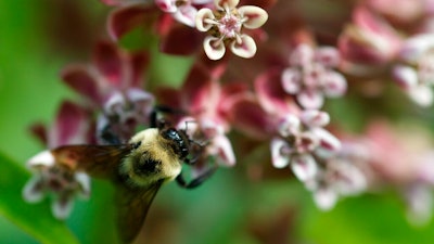 In this June 5, 2019, photo, a bee pollinates a milkweed flower at the USGS Patuxent Wildlife Research Center in Laurel, Md. The Environmental Protection Agency will allow farmers to resume broad use of a pesticide over objections from beekeepers.