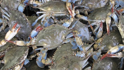 Scientists from the University of Maryland Center for Environmental Science are predicting that warmer winters in the Chesapeake Bay will likely lead to longer and more productive seasons for Maryland's favorite summer crustacean, the blue crab.