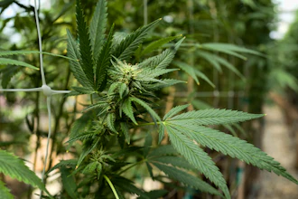 Cannabis