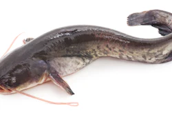 Catfish Istock