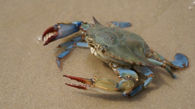 Chesapeake Blue Crab