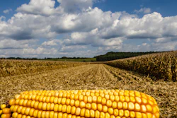 Corn In Corn Field