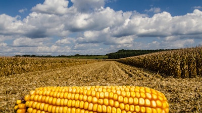 Corn In Corn Field