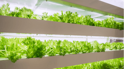 Lettuce In A Greenhouse