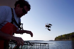 In this May 21, 2012, file photo, Scott Beede returns an undersized lobster while fishing in Mount Desert, Maine. The harvest of crustaceans in America's biggest lobstering state is usually in full swing by July, but fishermen say they aren't catching much so far this season.