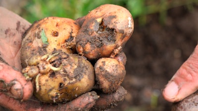 In this June 19, 2019 photo, a farmer harvests potatoes at a community near La Grita, Venezuela. Crops are spoiling in Venezuela's fields, as hundreds of farmers in the remote state of Tachira become the latest casualty of the nation's deepening crisis.