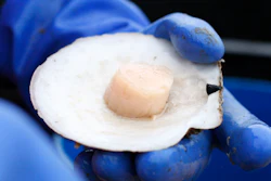 Scallops